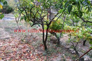 Country Cottage – V55 – Image 21