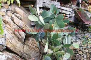 Country Cottage – V55 – Image 3