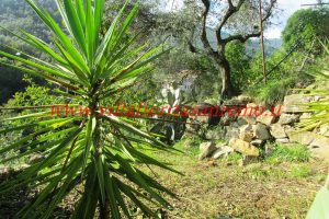 Country Cottage – V55 – Image 32