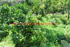 Country Cottage – V55 – Image 36