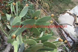 Country Cottage – V55 – Image 4