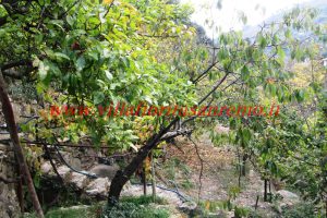 Country Cottage – V55 – Image 7