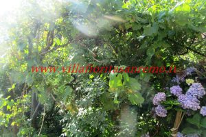 Country Villa – V420 – Image 12