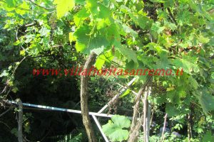 Country Villa – V420 – Image 5