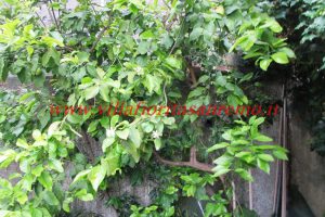 Galileo Garden – Image 15