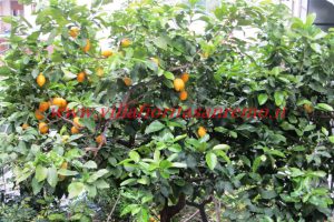 Galileo Garden – Image 2