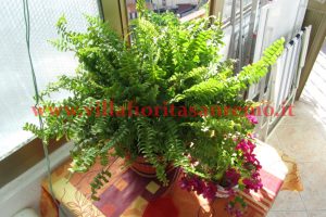 House Panoramic Gardens City – V28 – Image 3