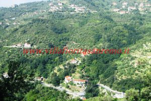 Olive Grove – V148 – Image 10