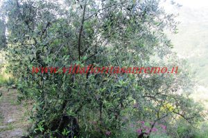 Olive Grove – V148 – Image 11
