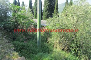 Olive Grove – V148 – Image 12