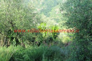 Olive Grove – V148 – Image 13