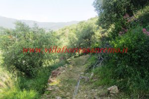 Olive Grove – V148 – Image 14