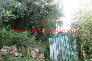 Olive Grove – V148 – Image 15