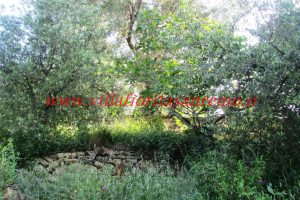 Olive Grove – V148 – Image 16