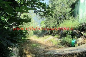 Olive Grove – V148 – Image 18