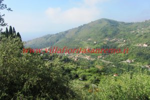 Olive Grove – V148 – Image 2