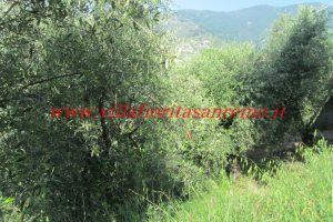 Olive Grove – V148 – Image 3
