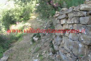 Olive Grove – V148 – Image 4