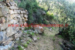 Olive Grove – V148 – Image 5