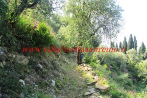 Olive Grove – V148 – Image 6