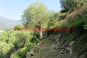 Olive Grove – V148 – Image 7