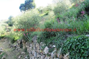 Olive Grove – V148 – Image 8