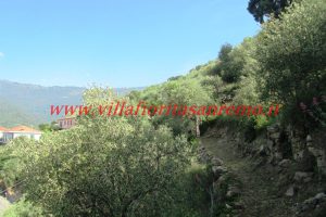 Olive Grove – V148 – Image 9