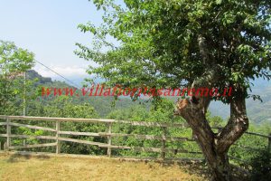 Sunny Cottage – V401 – Image 4