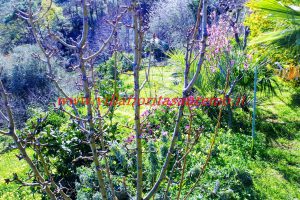 Sunny House – V203 – Image 9