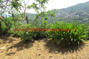 Sunny Rustic – V400 – Image 17