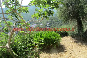 Sunny Rustic – V400 – Image 18