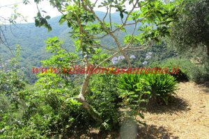 Sunny Rustic – V400 – Image 20