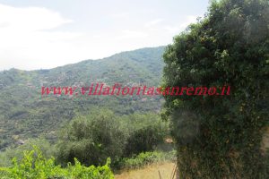 Sunny Rustic – V400 – Image 22