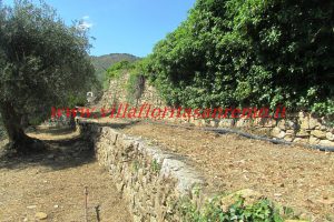 Sunny Rustic – V400 – Image 4